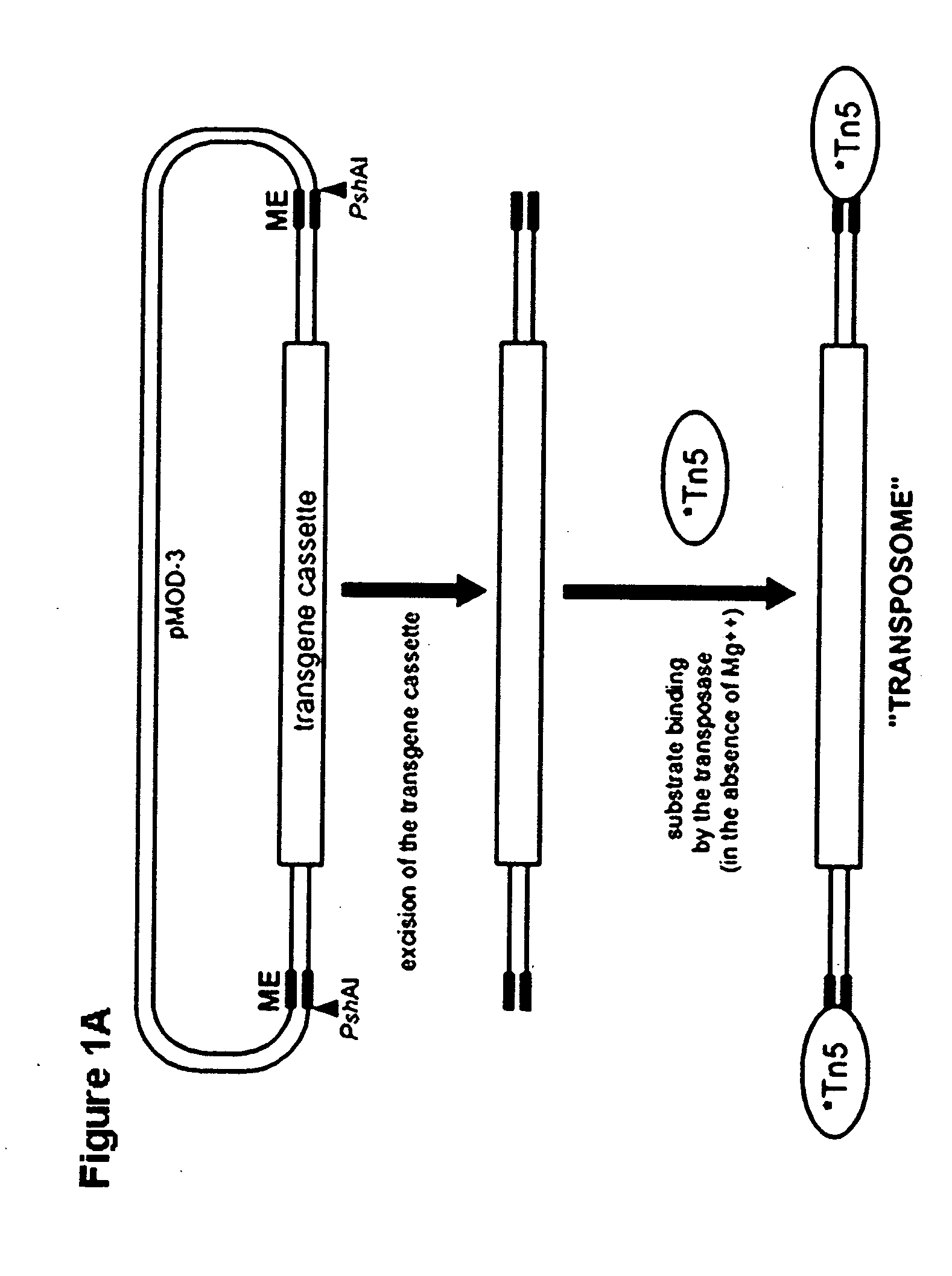 Tn5 transposase-mediated transgenesis