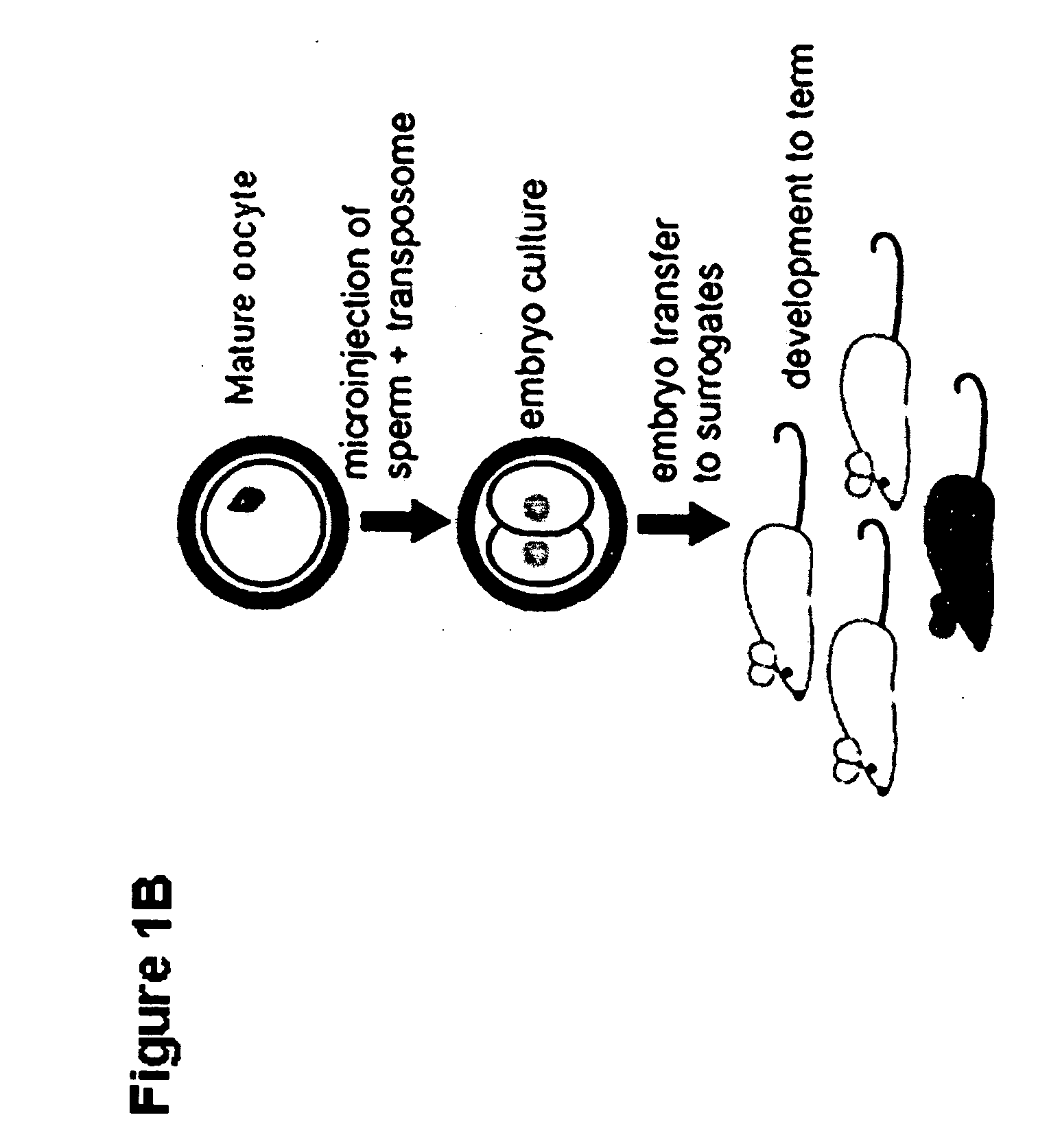 Tn5 transposase-mediated transgenesis