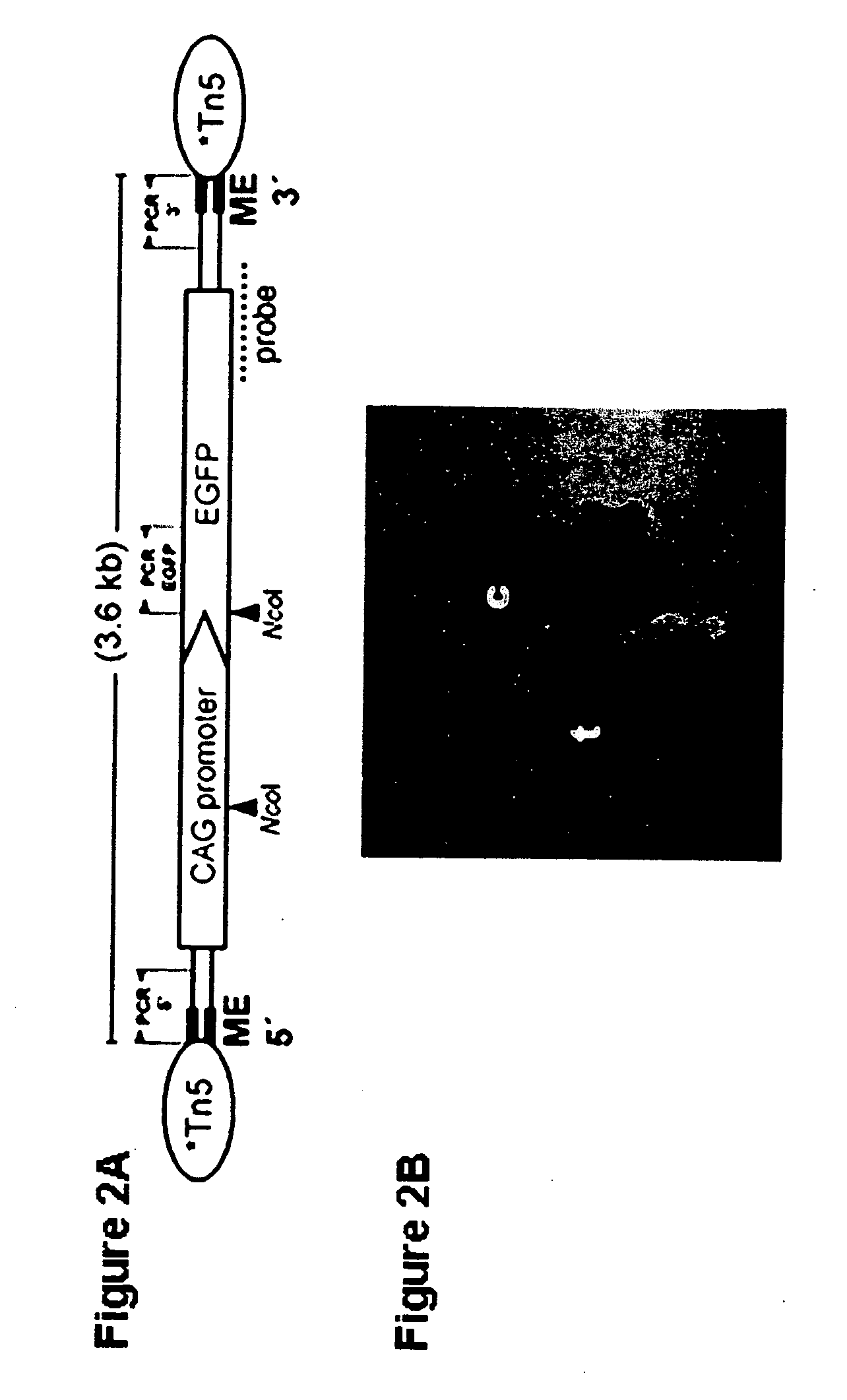 Tn5 transposase-mediated transgenesis