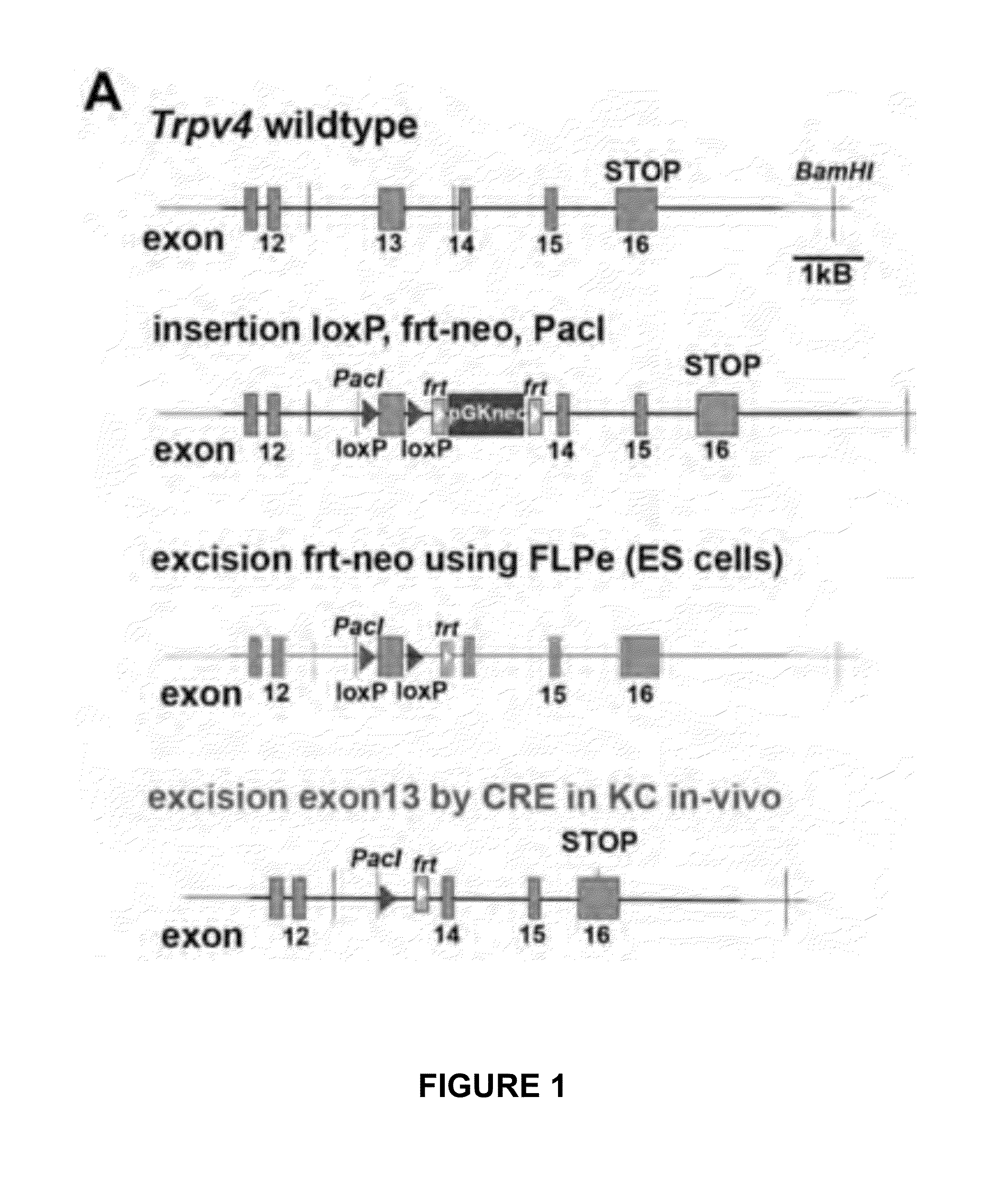 Trpa1 and trpv4 inhibitors and methods of using the same for organ-specific inflammation and itch