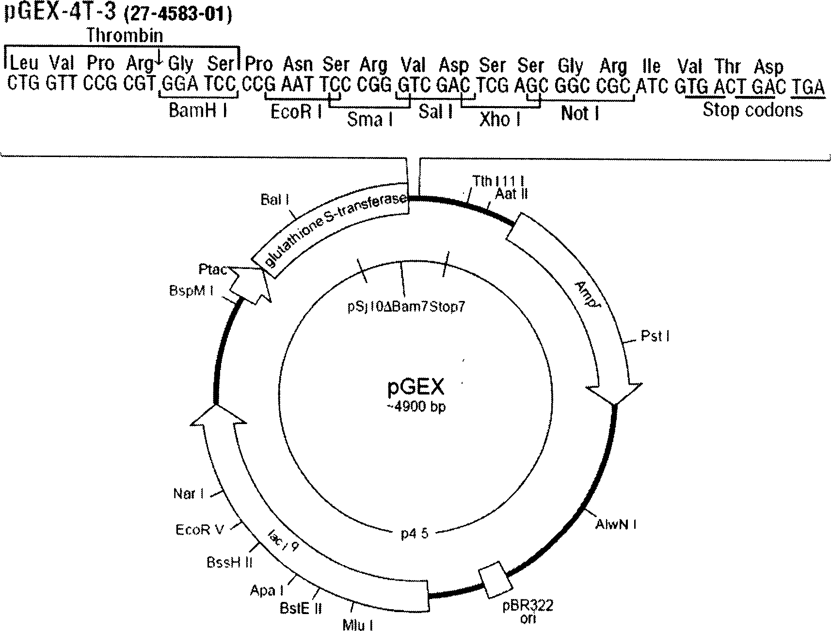 Recombinant human keratinized cell growth factor production method