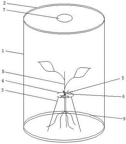 Culture method and culture container for in-vitro sterile host plant-mycorrhizal edible fungus intergrowth seedling