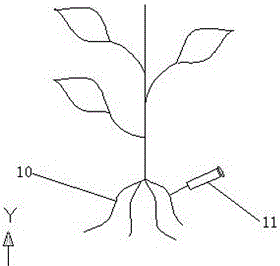 Culture method and culture container for in-vitro sterile host plant-mycorrhizal edible fungus intergrowth seedling