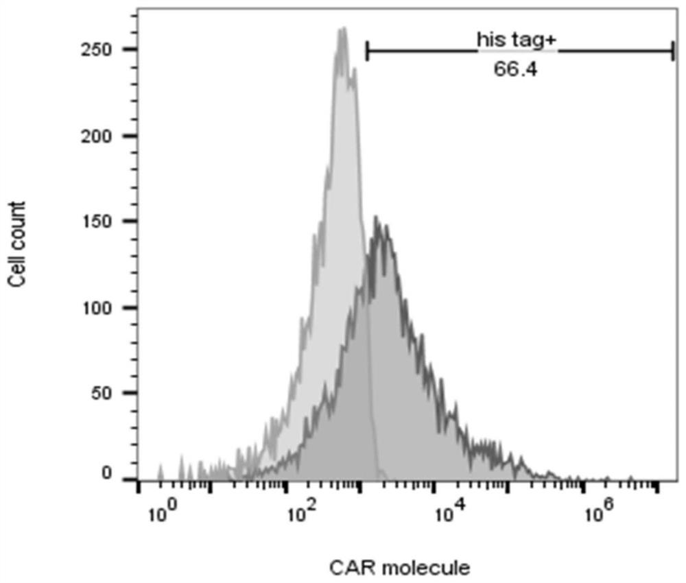 CD44 antibody, chimeric antigen receptor and application thereof