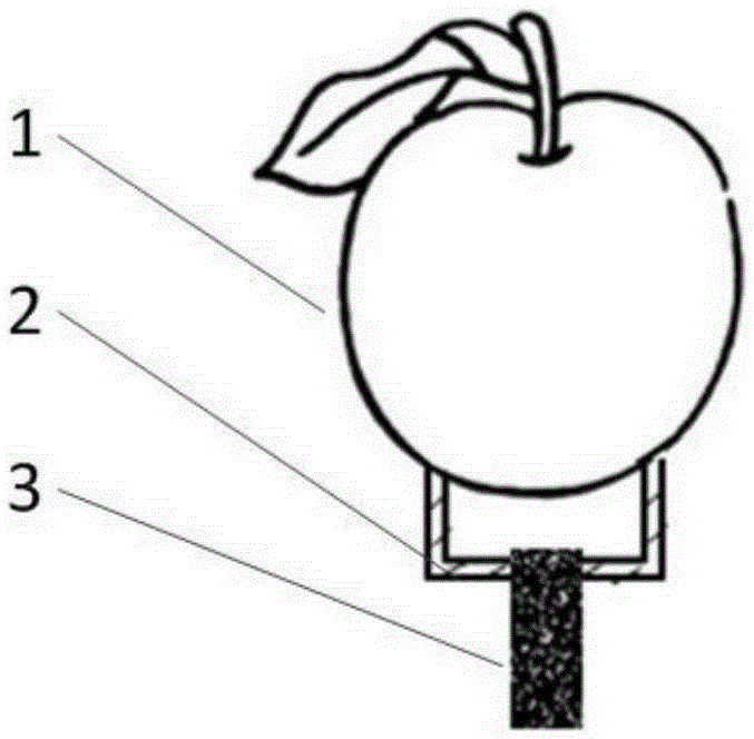 Fruit damage detection method and device based on thermal characteristics of different tissues on surface of fruit