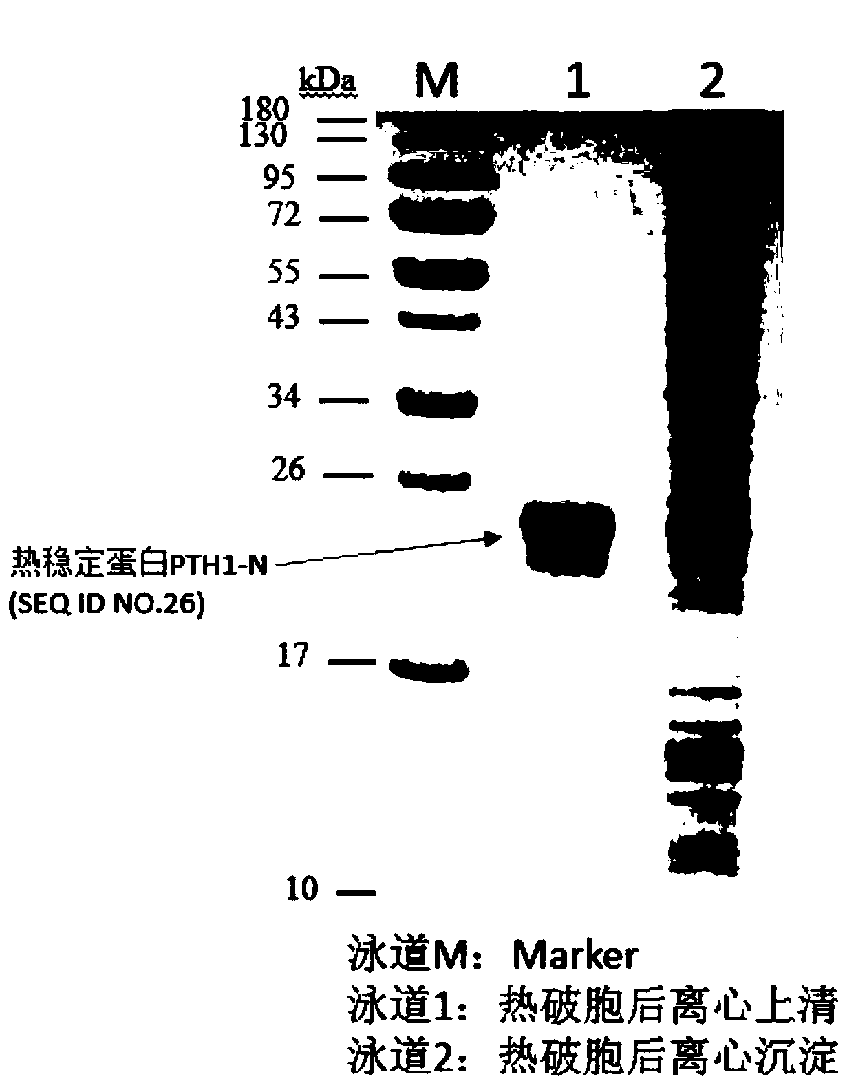 Method for preparing polypeptide by utilizing thermally-stabilised fusion protein