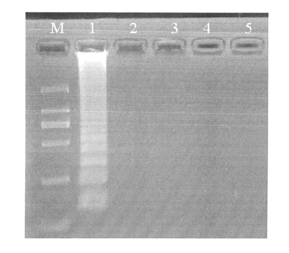 Hepatitis C virus assay kit