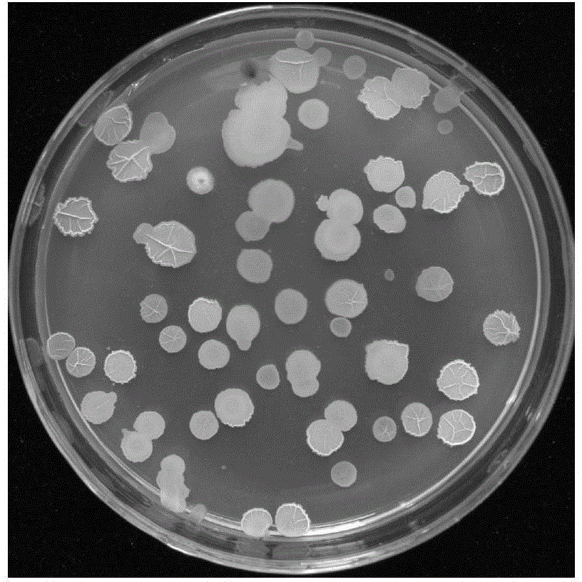 Bacillus amyloliquefaciens capable of preventing and treating wheat scab and application thereof