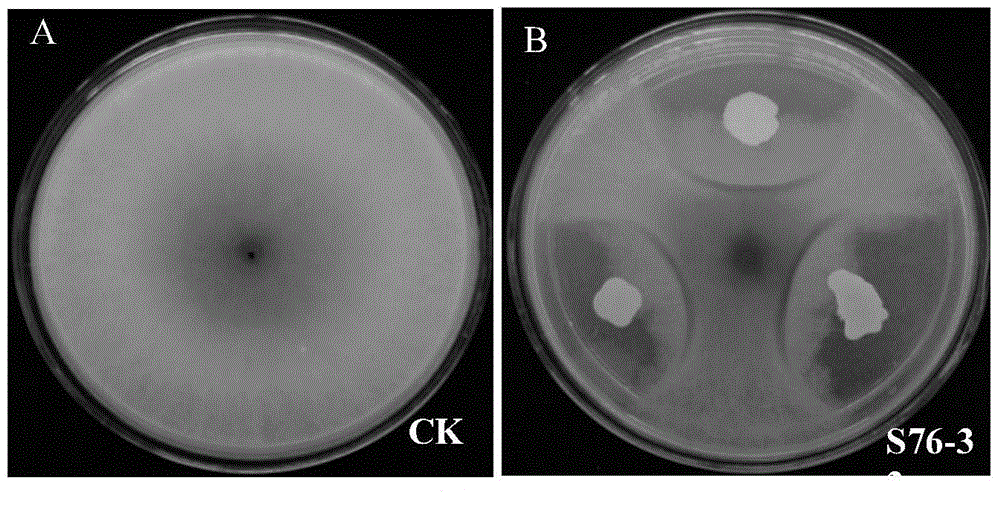 Bacillus amyloliquefaciens capable of preventing and treating wheat scab and application thereof