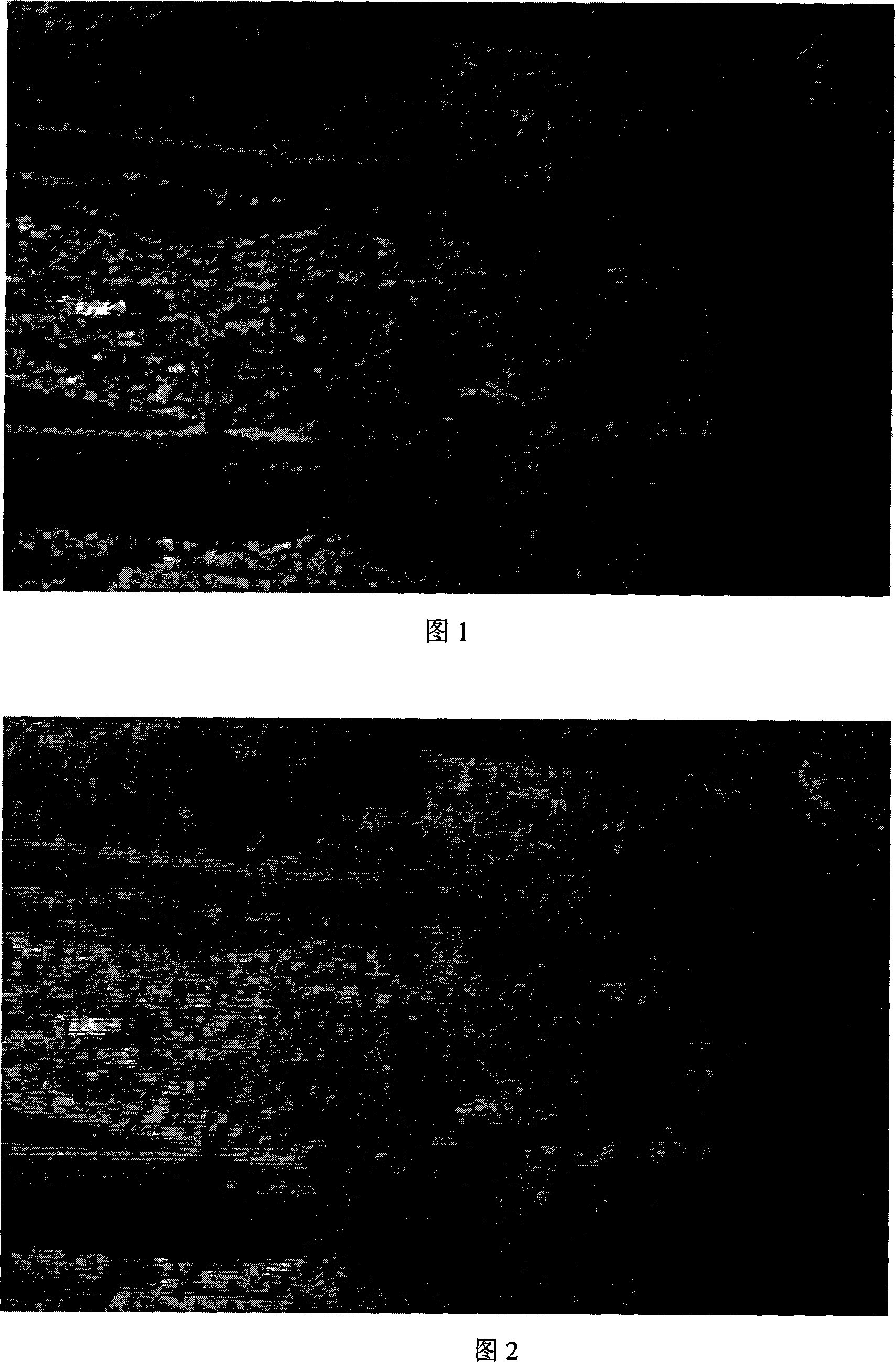 Digital video signal parity field inditification and correction method