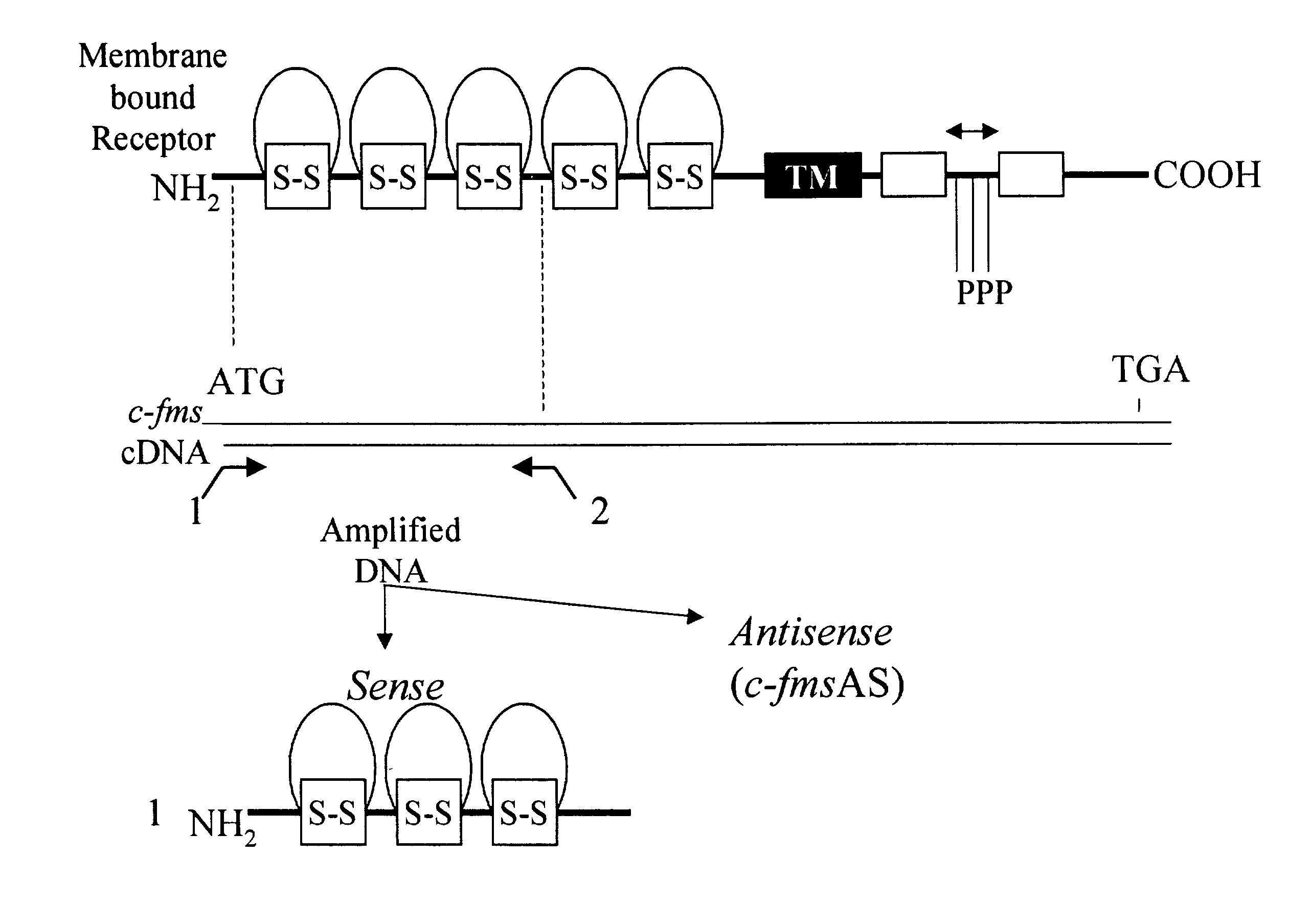 Methods for inhibiting macrophage colony stimulating factor and c-FMS-dependent cell signaling