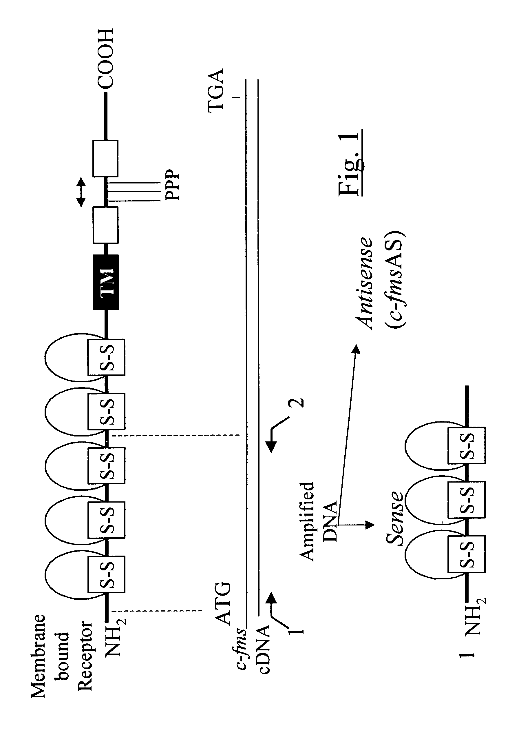 Methods for inhibiting macrophage colony stimulating factor and c-FMS-dependent cell signaling