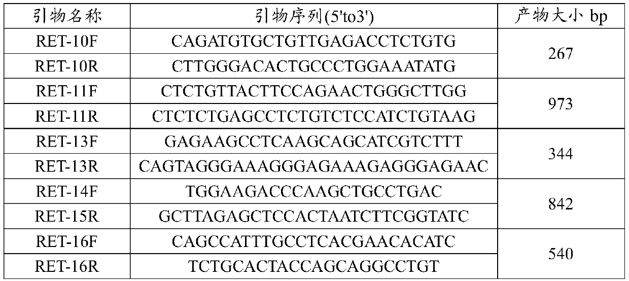 Primer group, kit, system and method for RET (rearranged during transfection) gene mutation detection