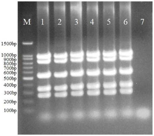 Primer group, kit, system and method for RET (rearranged during transfection) gene mutation detection