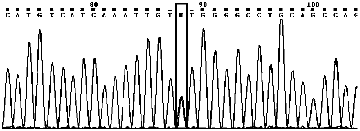 Primer group, kit, system and method for RET (rearranged during transfection) gene mutation detection