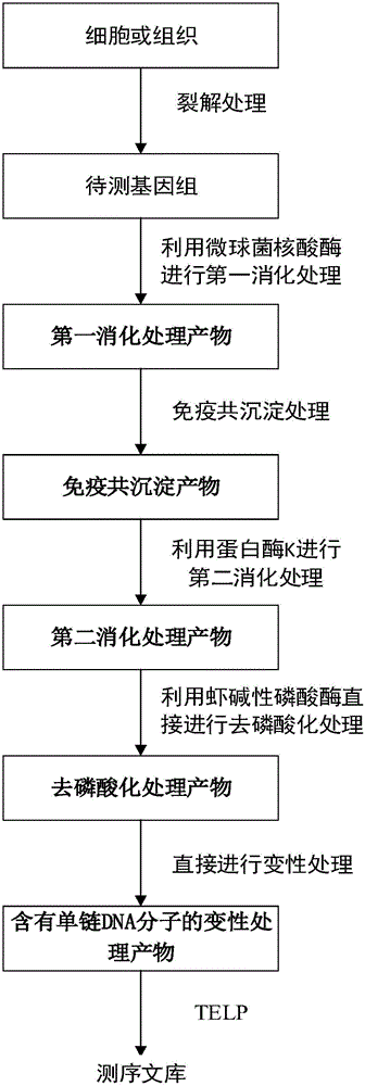 Method for constructing DNA sequencing library of genome under detection and application of method