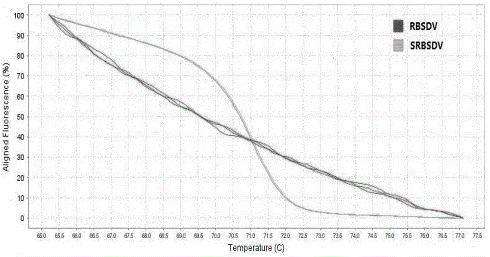 Method for rapidly detecting pathogen of rice black-streaked dwarf