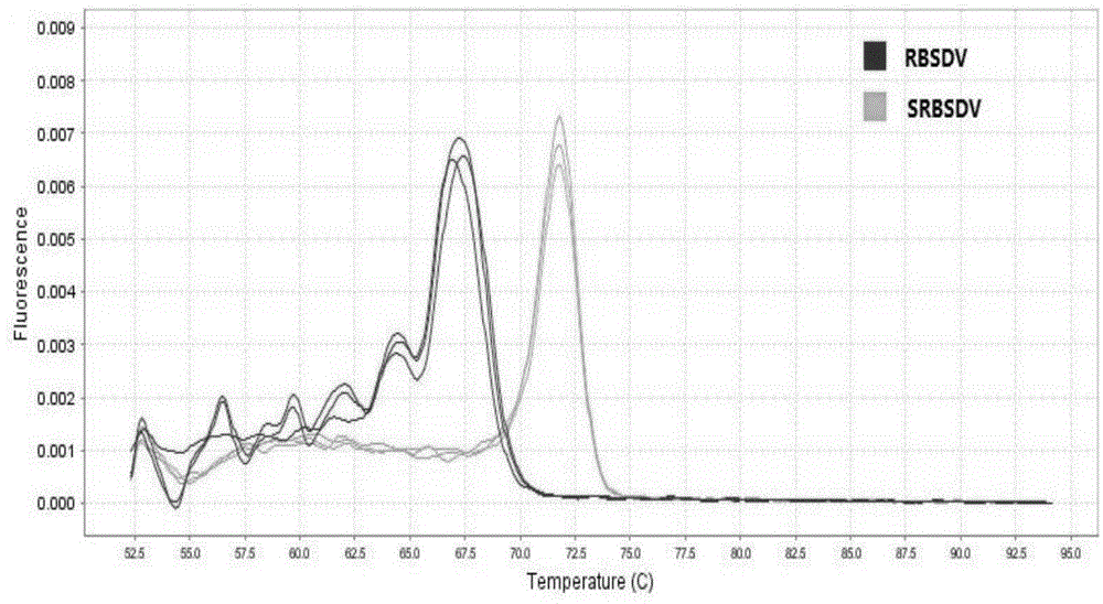 Method for rapidly detecting pathogen of rice black-streaked dwarf