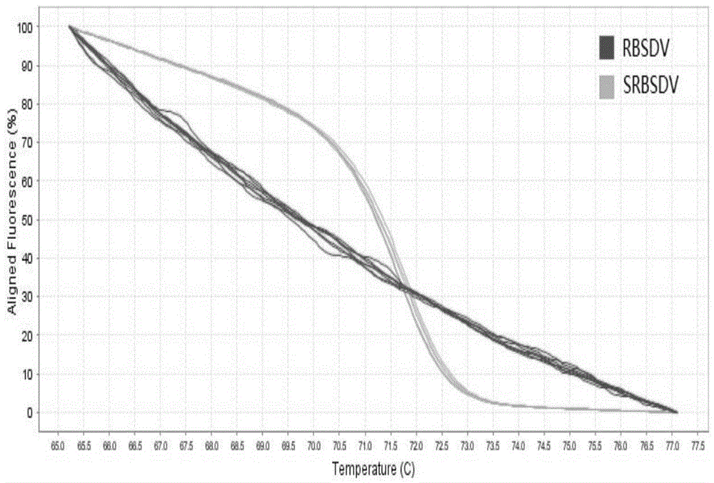 Method for rapidly detecting pathogen of rice black-streaked dwarf