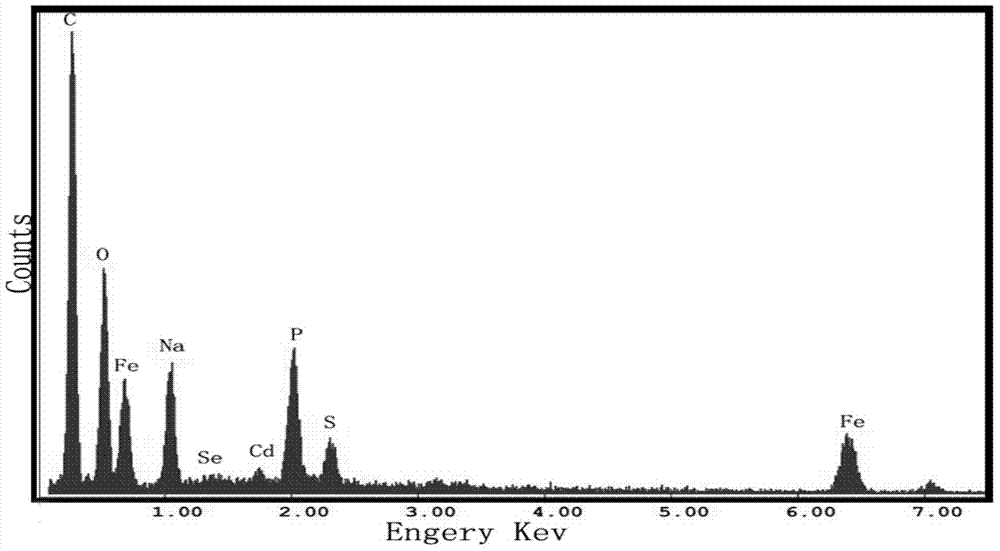 Magnetically fluorescent bifunctional microspheres prepared by connection of polyaniline magnetic microspheres and fluorescent quantum dots