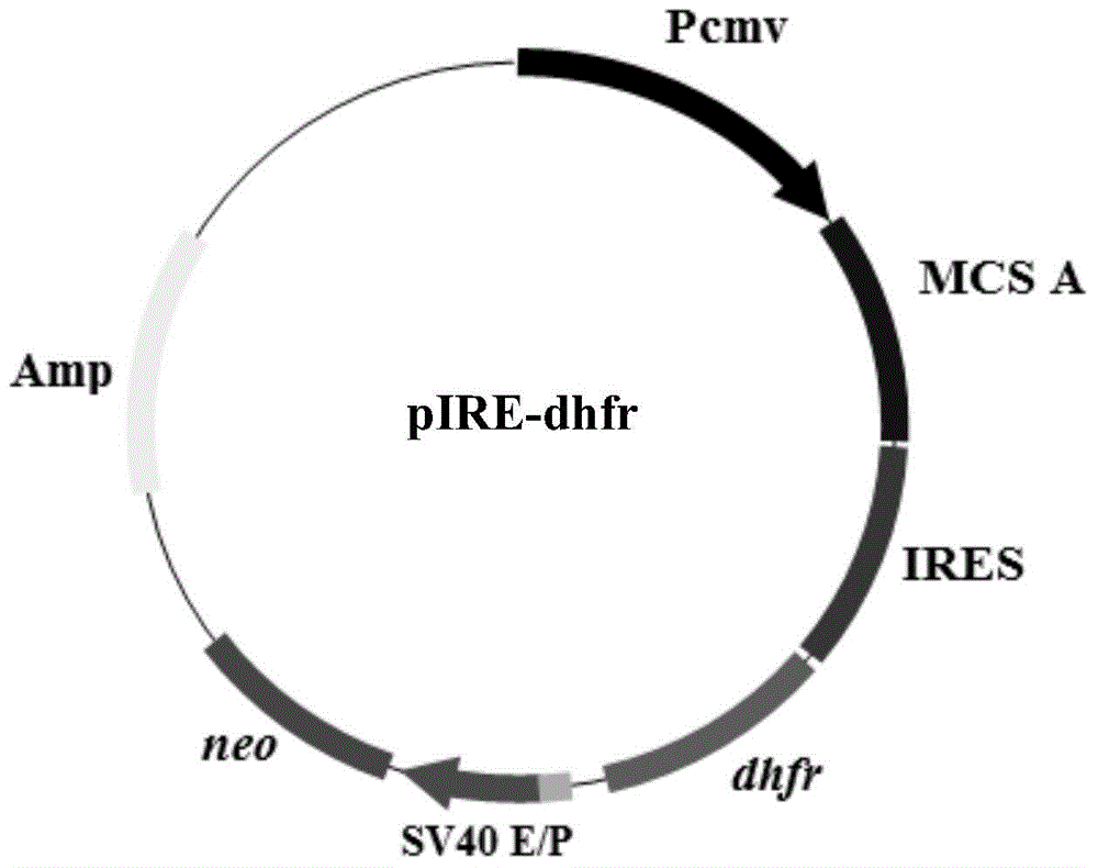 Expression vector for animal cell as well as preparation method and application of expression vector