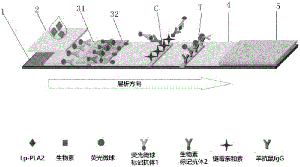 Human Lp-PLA2 biotin-streptavidin fluorescence immunochromatographic assay card and preparation method thereof