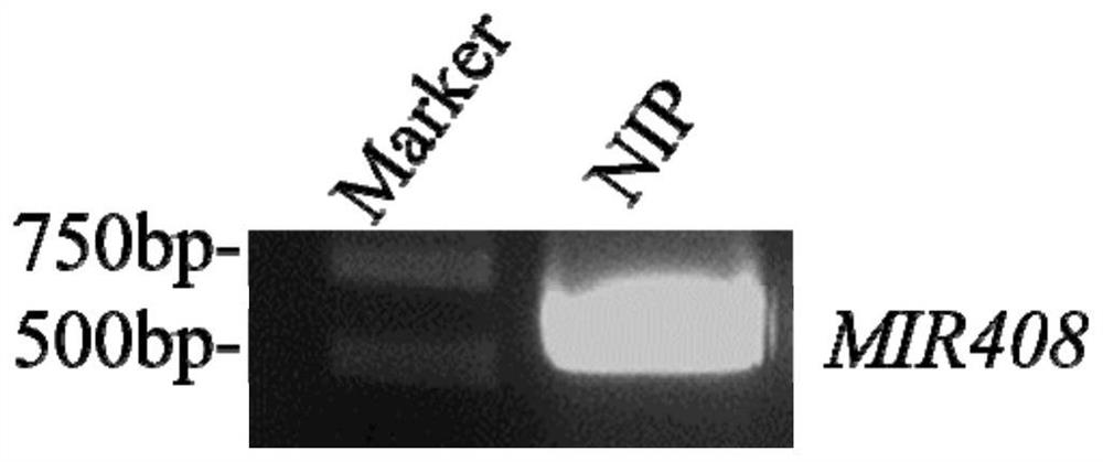 Application of miRNA 408 in regulating and controlling cadmium accumulation of crops