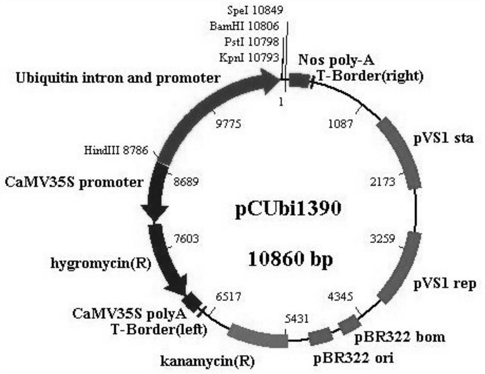 Application of miRNA 408 in regulating and controlling cadmium accumulation of crops