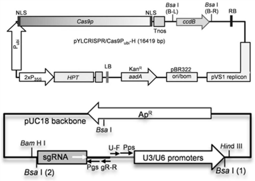 Application of miRNA 408 in regulating and controlling cadmium accumulation of crops