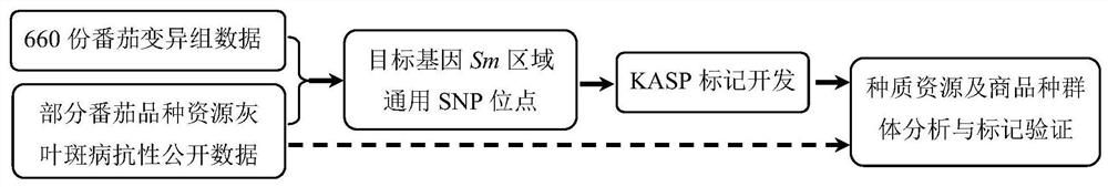 SNP locus combination for detecting resistance of tomato gray leaf spot disease and application thereof