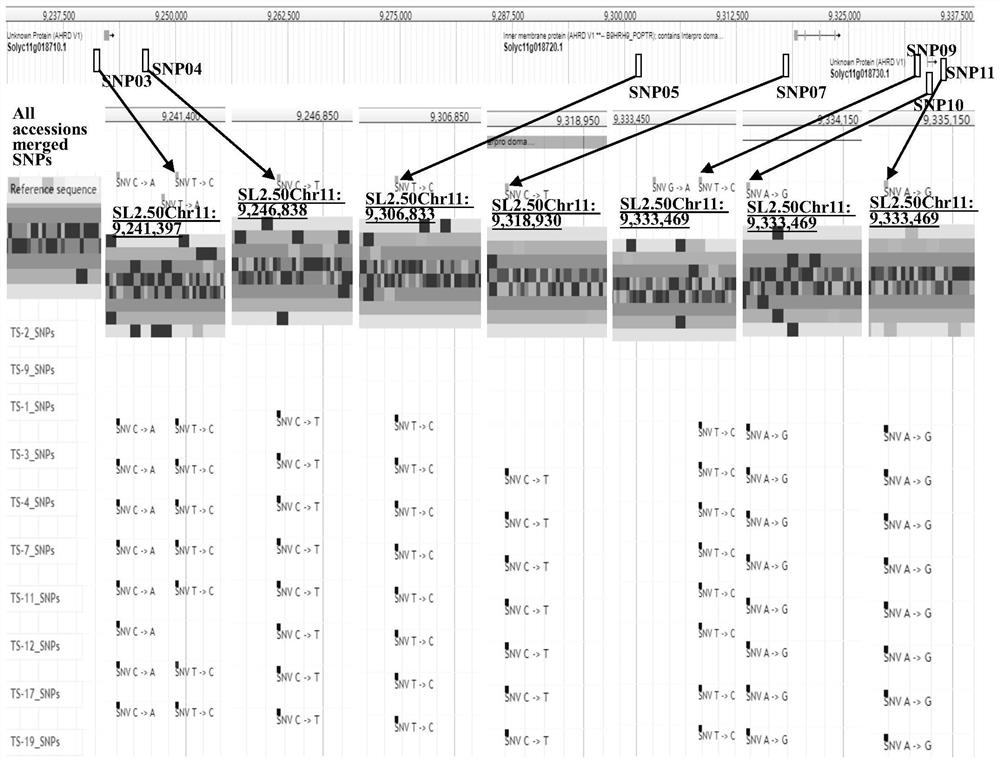 SNP locus combination for detecting resistance of tomato gray leaf spot disease and application thereof