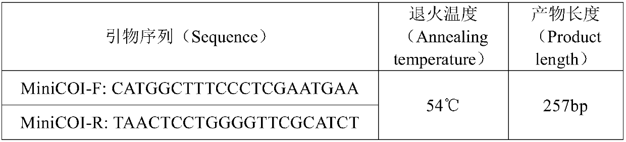 Edible sea cucumber species identification method based on DNA mini-barcode technology