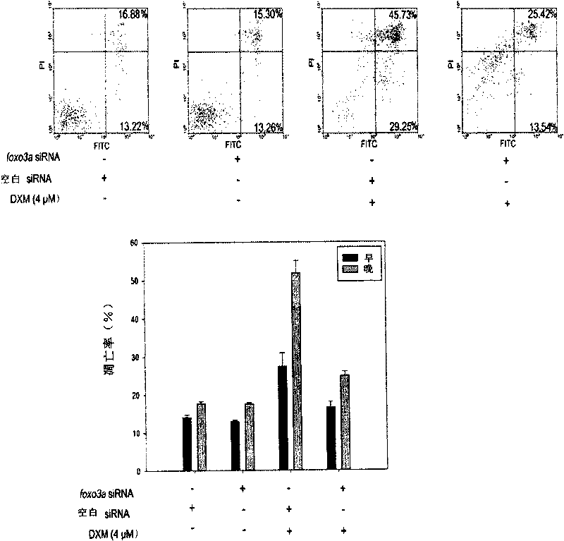 Action target spot of glucocorticoid and application thereof