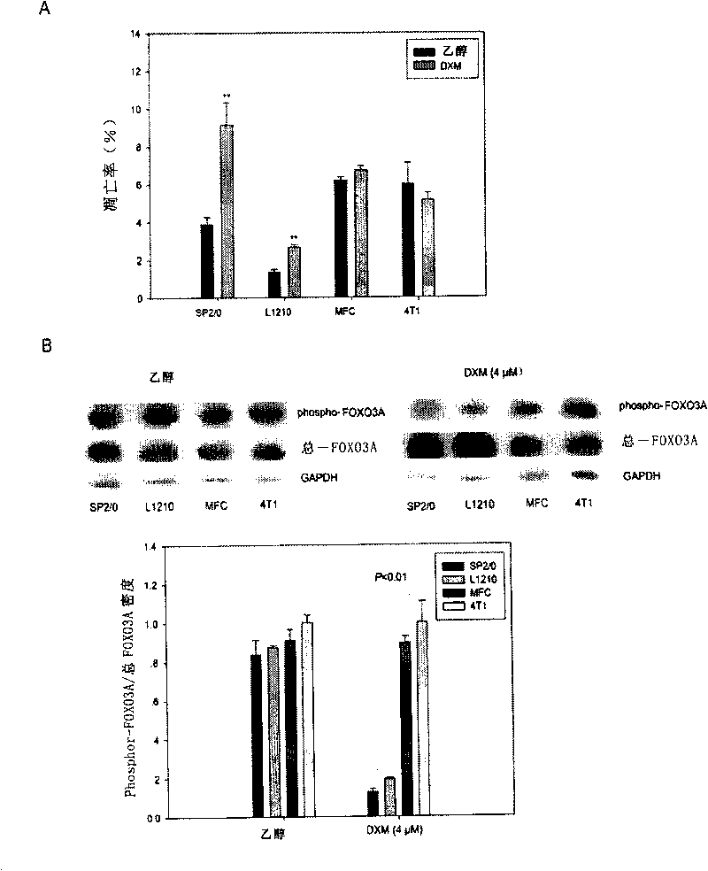 Action target spot of glucocorticoid and application thereof