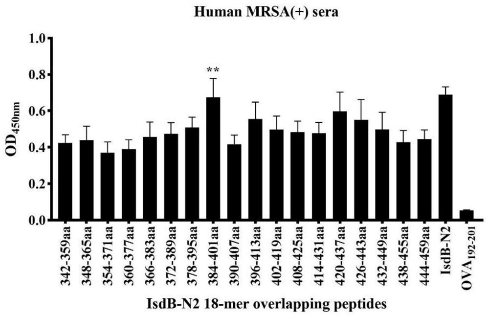 IsdB antigen epitope peptide for diagnosing or preventing staphylococcus aureus infection and application thereof