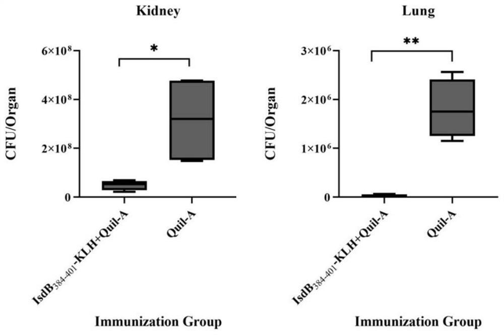 IsdB antigen epitope peptide for diagnosing or preventing staphylococcus aureus infection and application thereof