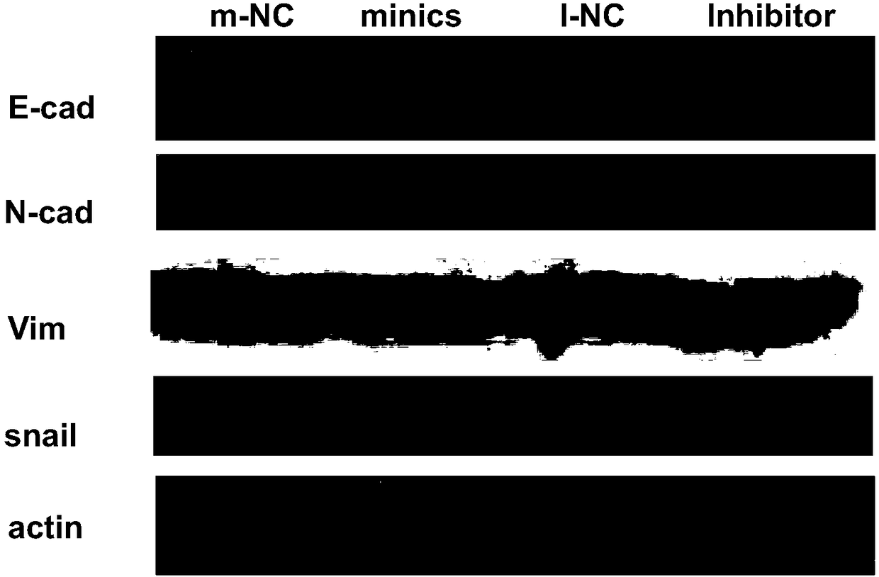 Application of reagent to preparation of drug and method of screening drug