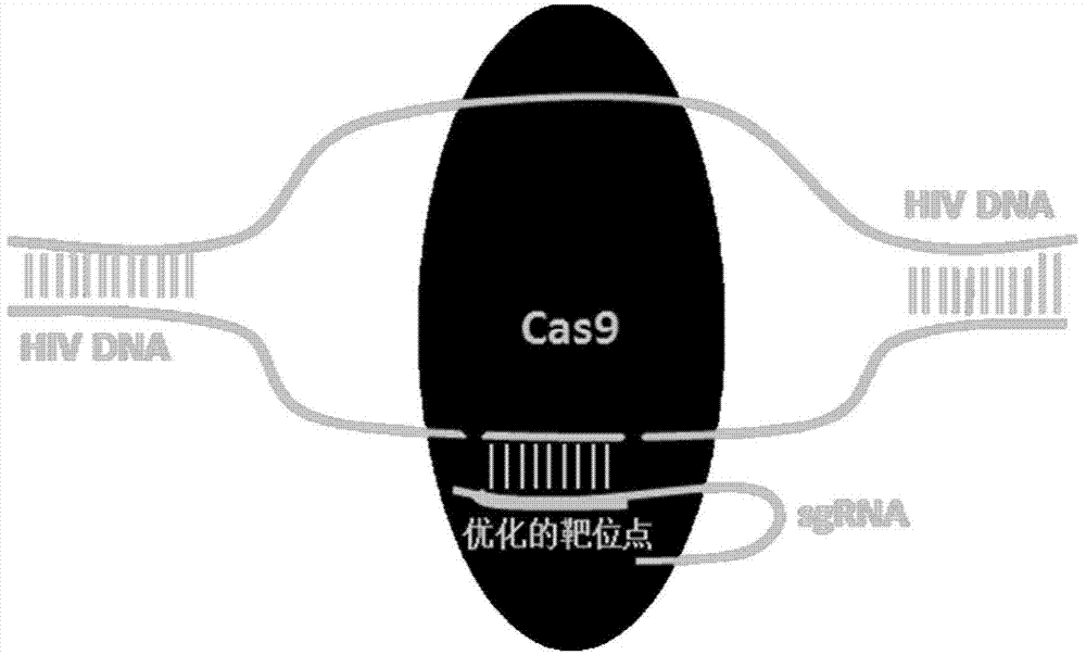 CRISPR-Cas9 system for preventing and/or treating HIV, as well as preparation method and application thereof