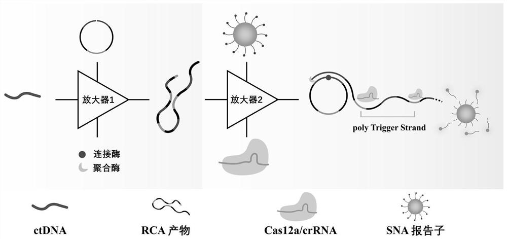 Biosensing detection system for detecting ctDNA and detection method thereof