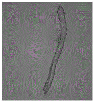 Bacillus cereus NJSZ-13 and application thereof