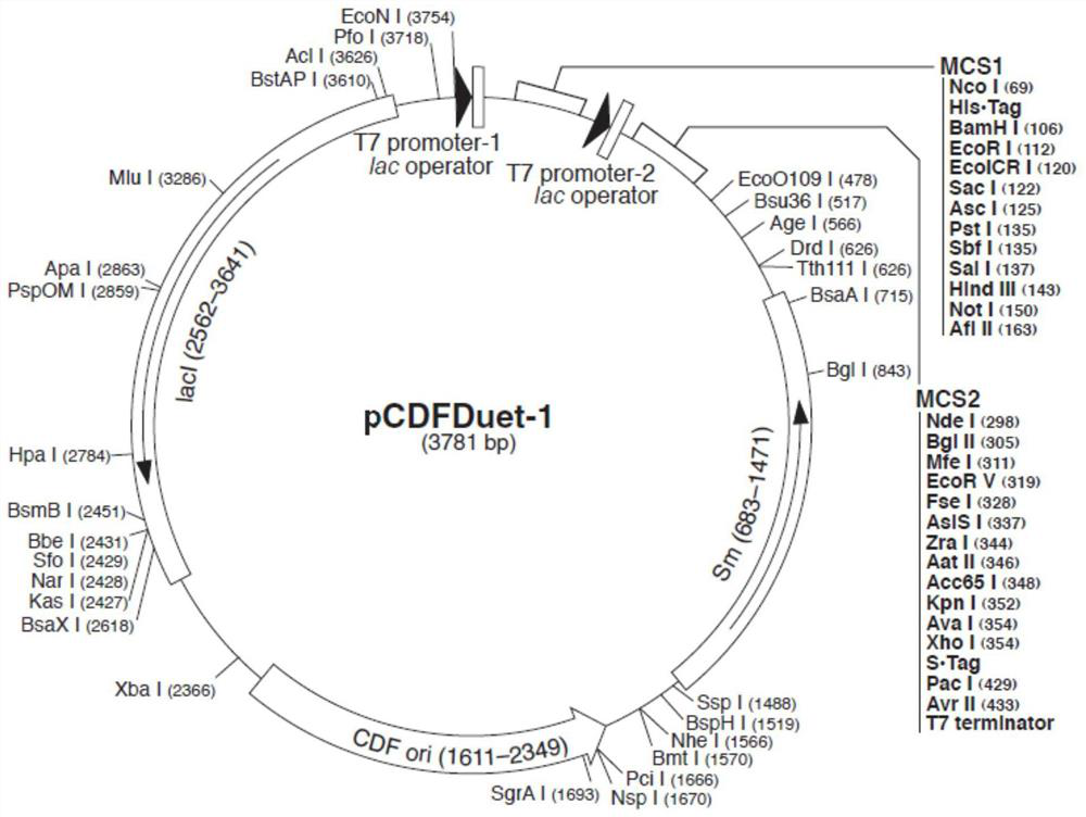 Vector and method for expressing L-aspartic acid-alpha-decarboxylase by recombinant Escherichia coli