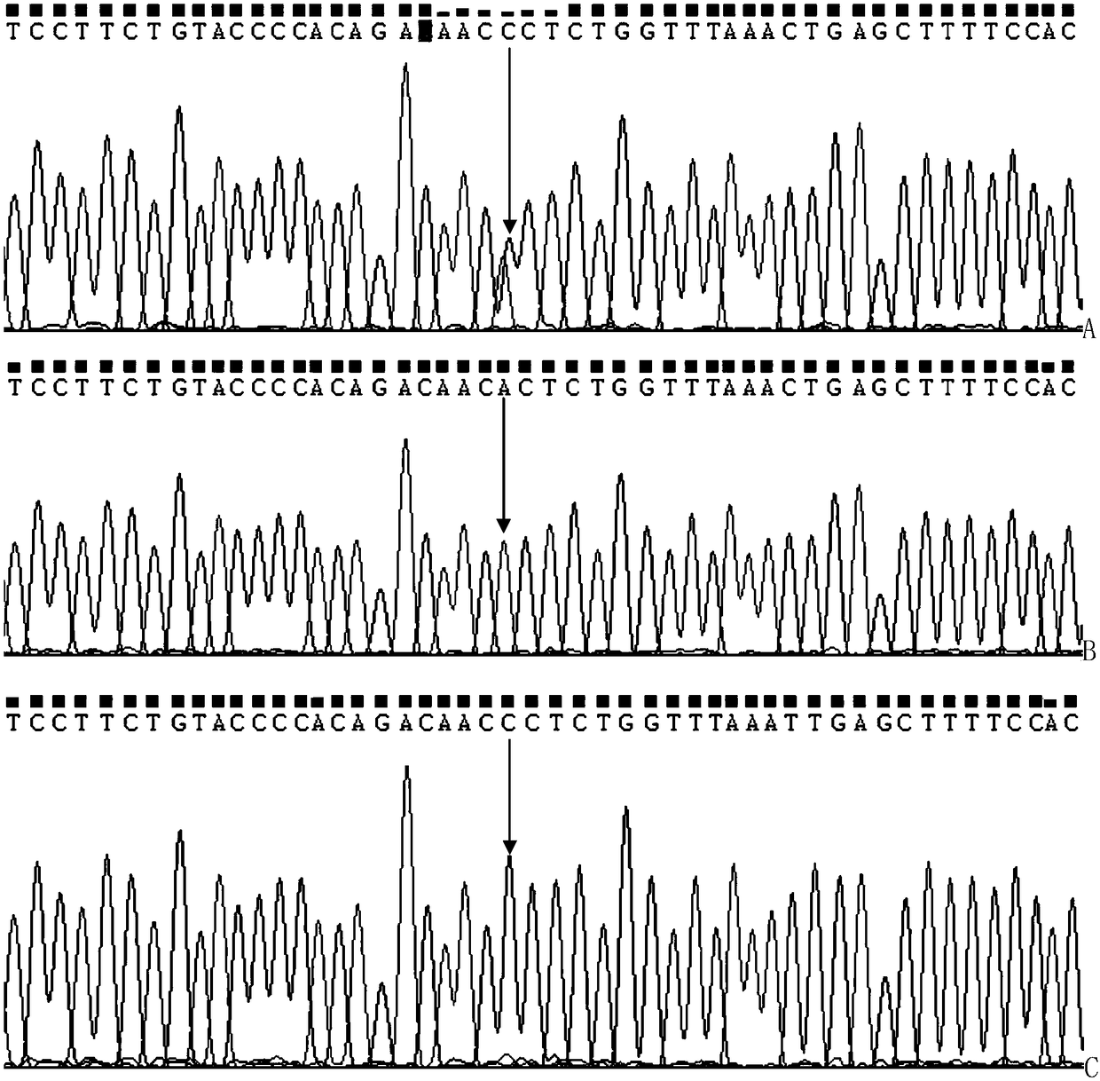 Molecular marker related to feed conversion efficiency characters of meat ducks and application thereof