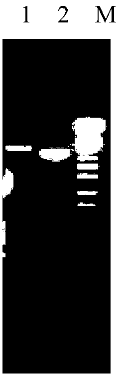 Construction and expression for campylobacter jejuni cytolethaldistending toxin expression vectors, and preparation for monoclonal antibody